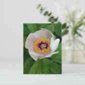 Paeonia Blume Postkarte (Stehend Vorderseite)