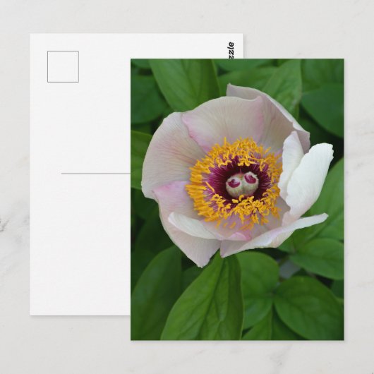 Paeonia Blume Postkarte (Vorne/Hinten)
