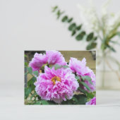 Paeonia "Kamata-fuji" [Postkarte] Postkarte (Stehend Vorderseite)