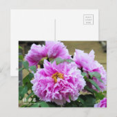 Paeonia "Kamata-fuji" [Postkarte] Postkarte (Vorne/Hinten)