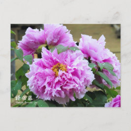 Paeonia "Kamata-fuji" [Postkarte] Postkarte