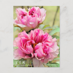 Paeonia lactiflora "Hyakkaden" [Postkarte] Postkarte