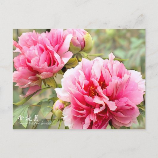 Paeonia lactiflora "Shintouen" [Postkarte] Postkarte (Vorderseite)