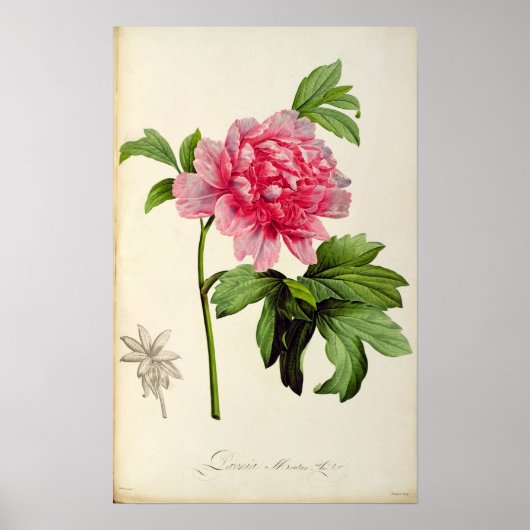 Paeonia Moutan, c.1799 Poster (Vorne)
