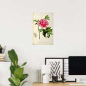 Paeonia Moutan, c.1799 Poster (Heimbüro)