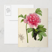 Paeonia Moutan, c.1799 Postkarte (Vorne/Hinten)
