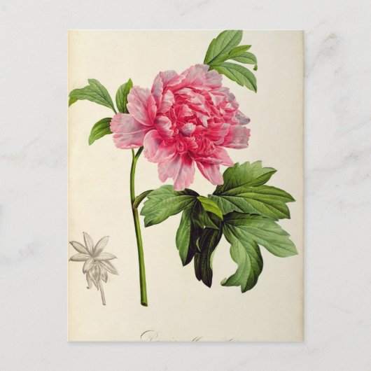 Paeonia Moutan, c.1799 Postkarte (Vorderseite)