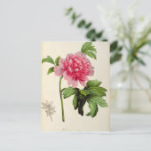 Paeonia Moutan, c.1799 Postkarte (Stehend Vorderseite)