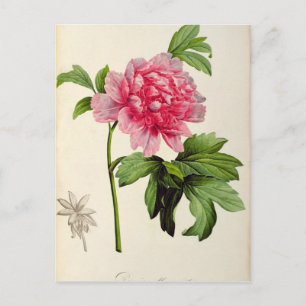 Paeonia Moutan, c.1799 Postkarte