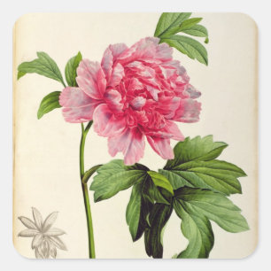 Paeonia Moutan, c.1799 Quadratischer Aufkleber