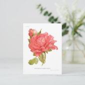 Paeonia moutan var Reine Elizabeth Postkarte (Stehend Vorderseite)