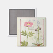 Paeonia oder Peony und Orchis myanthos Magnet (Vorderseite/Rückseite)
