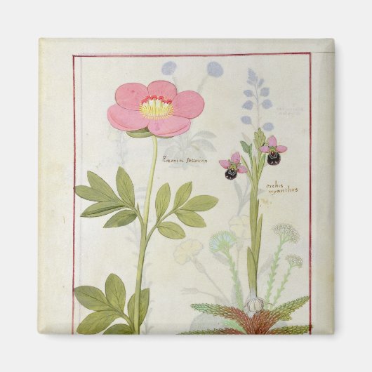Paeonia oder Peony und Orchis myanthos Magnet (Vorne)