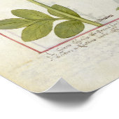 Paeonia oder Peony und Orchis myanthos Poster (Ecke)