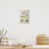 Paeonia oder Peony und Orchis myanthos Poster (Küche)