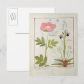 Paeonia oder Peony und Orchis myanthos Postkarte (Vorne/Hinten)