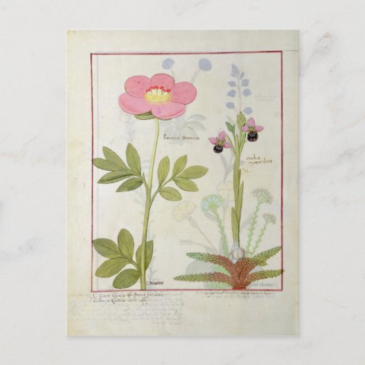 Paeonia oder Peony und Orchis myanthos Postkarte (Vorderseite)