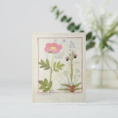 Paeonia oder Peony und Orchis myanthos Postkarte (Stehend Vorderseite)