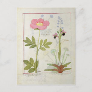 Paeonia oder Peony und Orchis myanthos Postkarte