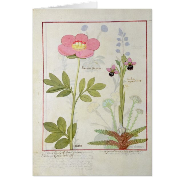 Paeonia oder Pfingstrose und Orchis myanthos (Vorne)