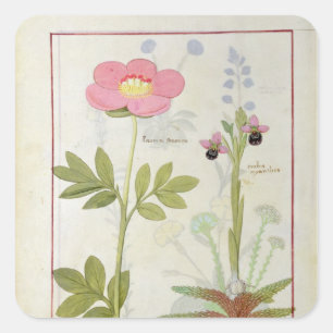 Paeonia oder Pfingstrose und Orchis myanthos Quadratischer Aufkleber