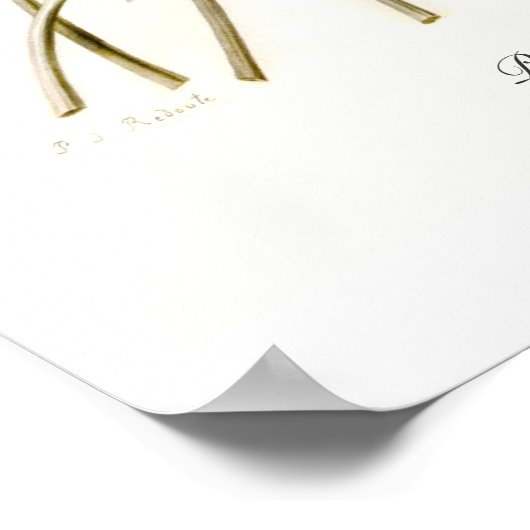 Paeonia officinalis poster (Ecke)