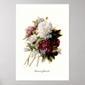 Paeonia officinalis poster (Vorne)