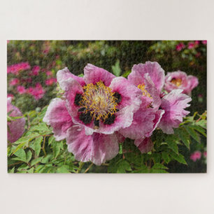 Paeonia rockii ssp Atava Rock-Pfingstrose Puzzle
