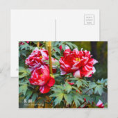 Paeonia "Shima-nishiki" [Postkarte] Postkarte (Vorne/Hinten)