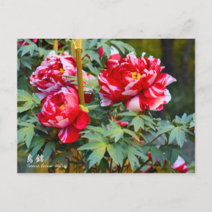 Paeonia "Shima-nishiki" [Postkarte] Postkarte