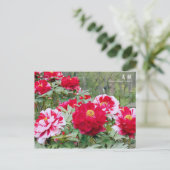 Paeonia "Shima-nishiki" [Postkarte] Postkarte (Stehend Vorderseite)