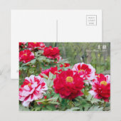 Paeonia "Shima-nishiki" [Postkarte] Postkarte (Vorne/Hinten)