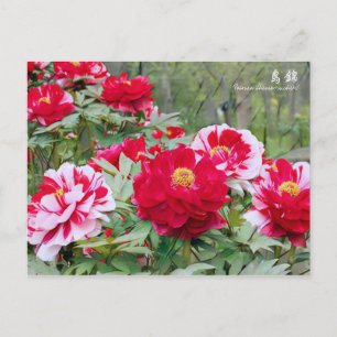 Paeonia "Shima-nishiki" [Postkarte] Postkarte
