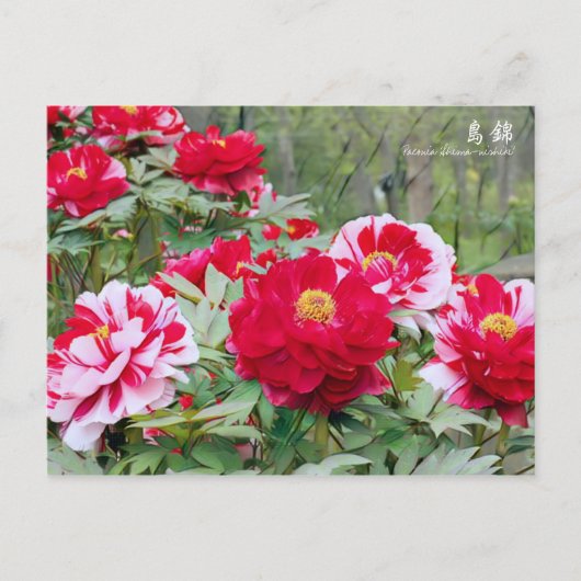 Paeonia "Shima-nishiki" [Postkarte] Postkarte (Vorderseite)