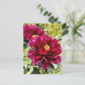 Paeonia suffruticosa "Isono-nami" [Postkarte] Postkarte (Stehend Vorderseite)