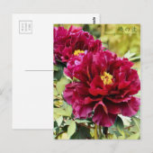 Paeonia suffruticosa "Isono-nami" [Postkarte] Postkarte (Vorne/Hinten)