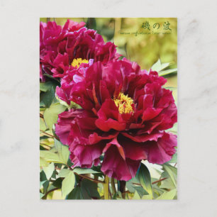 Paeonia suffruticosa "Isono-nami" [Postkarte] Postkarte