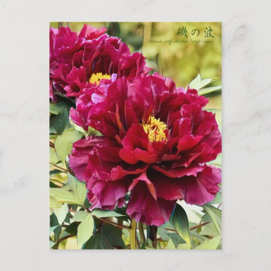 Paeonia suffruticosa "Isono-nami" [Postkarte] Postkarte (Vorderseite)