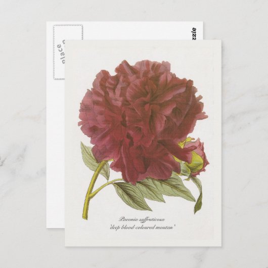 Paeonia suffruticosa "tiefblutfarbener Moutan" Postkarte (Vorne/Hinten)