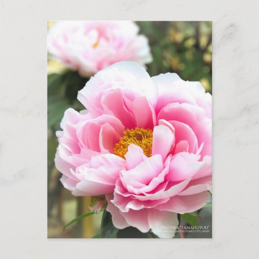 Paeonia"Tamahuyou"Postcard Postkarte (Vorderseite)