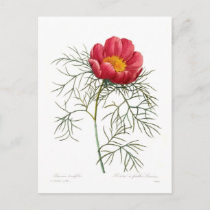 Paeonia tenuifolia postkarte