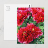 Paeonia "Zhushalei" [Postkarte] Postkarte (Vorne/Hinten)