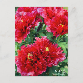 Paeonia "Zhushalei" [Postkarte] Postkarte