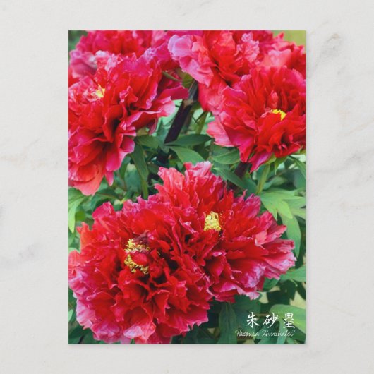 Paeonia "Zhushalei" [Postkarte] Postkarte (Vorderseite)
