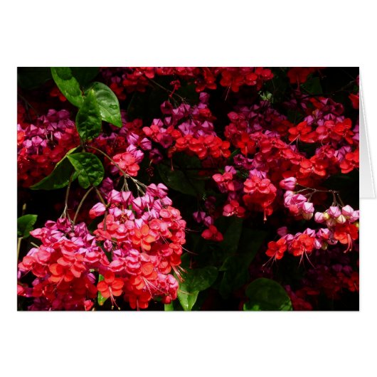 Pagode Blume farbenfroh rot und rosa (Vorderseite (Horizontal))