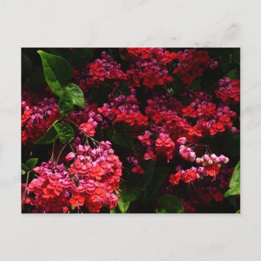 Pagode Blume farbenfroh rot und rosa Postkarte (Vorderseite)