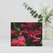 Pagode Blume farbenfroh rot und rosa Postkarte (Stehend Vorderseite)