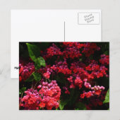Pagode Blume farbenfroh rot und rosa Postkarte (Vorne/Hinten)
