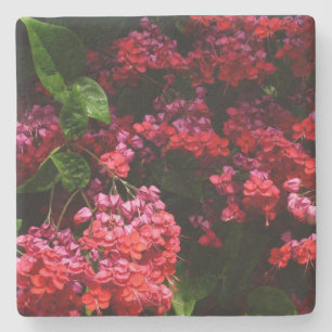 Pagode Blume farbenfroh rot und rosa Steinuntersetzer