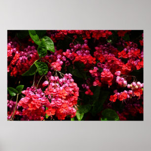 Pagodenblumen Farbige Rot und Rosa Poster